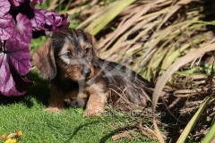 Dachshund - Wire-haired Miniature