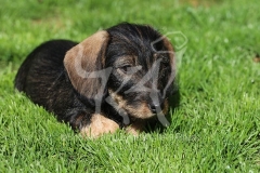 Dachshund - Wire-haired Miniature