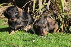 Dachshund - Wire-haired Miniature