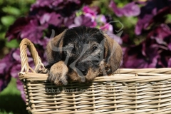 Dachshund - Wire-haired Miniature