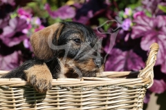 Dachshund - Wire-haired Miniature