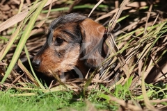 Dachshund - Wire-haired Miniature