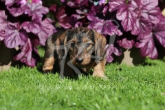 Dachshund - Wire-haired Miniature