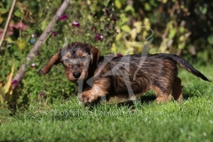 Dachshund - Wire-haired Miniature