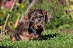 Dachshund - Wire-haired Miniature