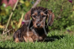 Dachshund - Wire-haired Miniature