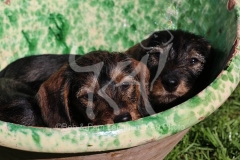 Dachshund - Wire-haired Miniature