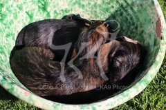 Dachshund - Wire-haired Miniature