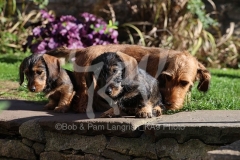 Dachshund - Wire-haired Miniature