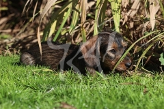Dachshund - Wire-haired Miniature