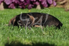 Dachshund - Wire-haired Miniature