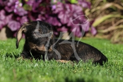 Dachshund - Wire-haired Miniature