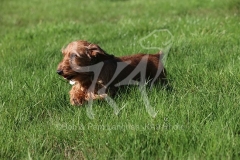 Dachshund - Wire-haired Miniature