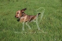 Dachshund - Wire-haired Miniature