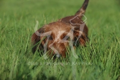Dachshund - Wire-haired Miniature