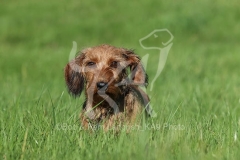Dachshund - Wire-haired Miniature