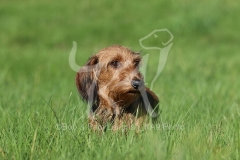 Dachshund - Wire-haired Miniature