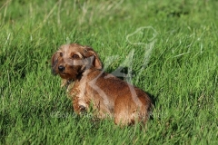 Dachshund - Wire-haired Miniature