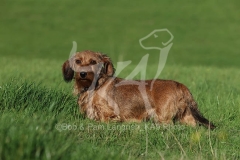 Dachshund - Wire-haired Miniature