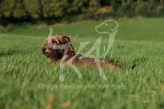 Dachshund - Wire-haired Miniature