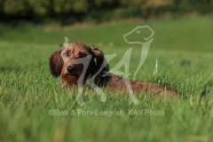 Dachshund - Wire-haired Miniature