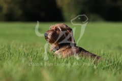 Dachshund - Wire-haired Miniature