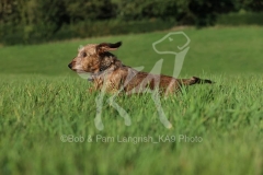 Dachshund - Wire-haired Miniature