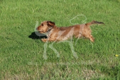 Dachshund - Wire-haired Miniature
