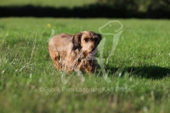 Dachshund - Wire-haired Miniature