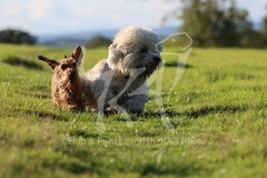 Dachshund - Wire-haired Miniature
