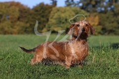 Dachshund - Wire-haired Miniature