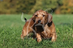 Dachshund - Wire-haired Miniature
