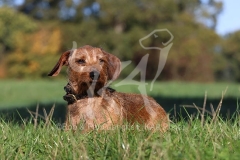 Dachshund - Wire-haired Miniature