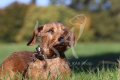 Dachshund - Wire-haired Miniature