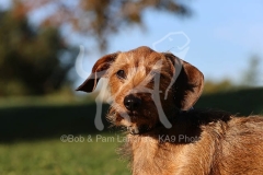 Dachshund - Wire-haired Miniature