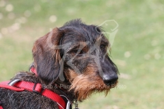 Dachshund - Wire-haired Standard