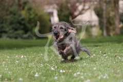 Dachshund - Wire-haired Standard