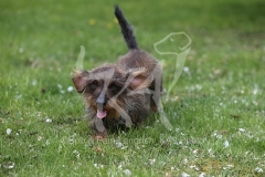 Dachshund - Wire-haired Standard