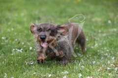 Dachshund - Wire-haired Standard