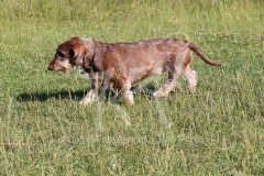 Dachshund - Wire-haired Standard