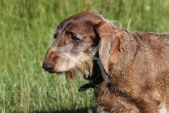 Dachshund - Wire-haired Standard