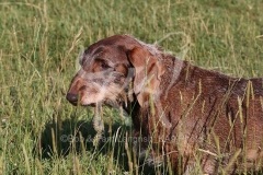 Dachshund - Wire-haired Standard