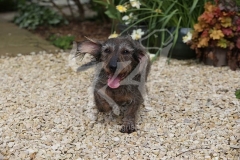 Dachshund - Wire-haired Standard