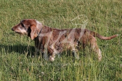 Dachshund - Wire-haired Standard