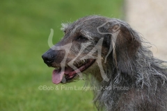 Dachshund - Wire-haired Standard