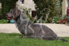 Dachshund - Wire-haired Standard