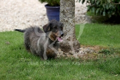Dachshund - Wire-haired Standard