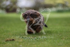 Dachshund - Wire-haired Standard