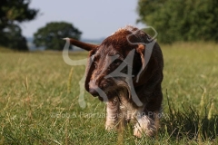 Dachshund - Wire-haired Standard