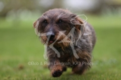 Dachshund - Wire-haired Standard